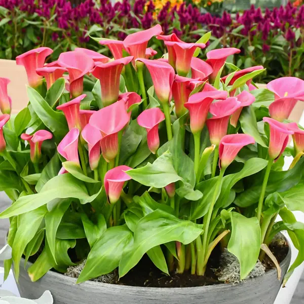 Calla Lily Wild Salmon Calla Lily Wild Salmon