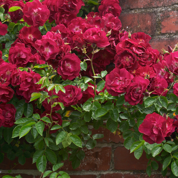 Climbing Rose Black Boy