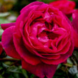 Climbing Rose Ultraviolet Roscuvi - Garden Express Australia