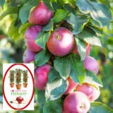 Columnar Apple Herald P18capher - Garden Express Australia