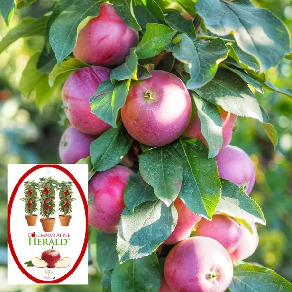 Columnar Apple Herald (Pbr) Columnar Apple Herald (Pbr)
