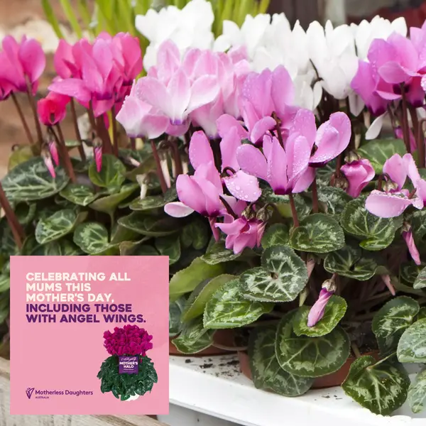 Cyclamen Mothers Halo Pink Cyclamen Mothers Halo Pink