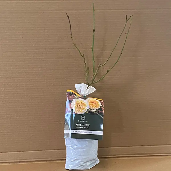 David Austin Rose Molineux David Austin Rose Molineux