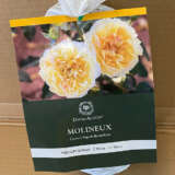 David Austin Rose Molineux David Austin Rose Molineux
