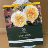 David Austin Rose Molineux David Austin Rose Molineux