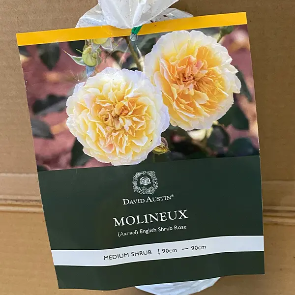David Austin Rose Molineux David Austin Rose Molineux