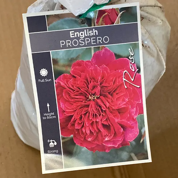 English Shrub Rose Prospero English Shrub Rose Prospero