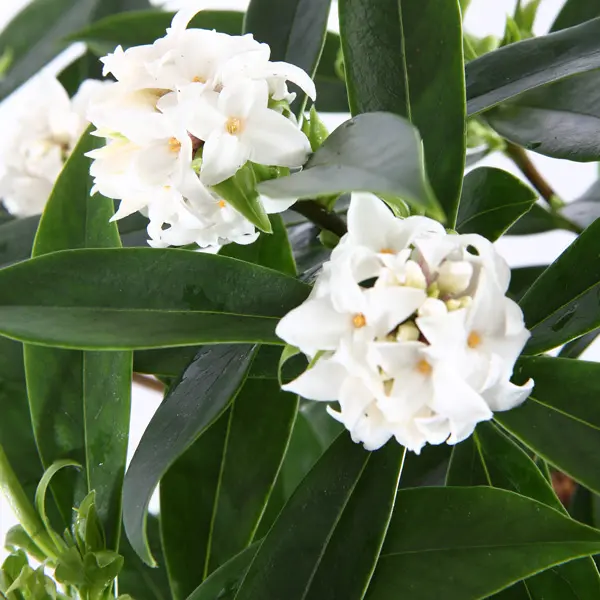 Daphne Perfume Princess White