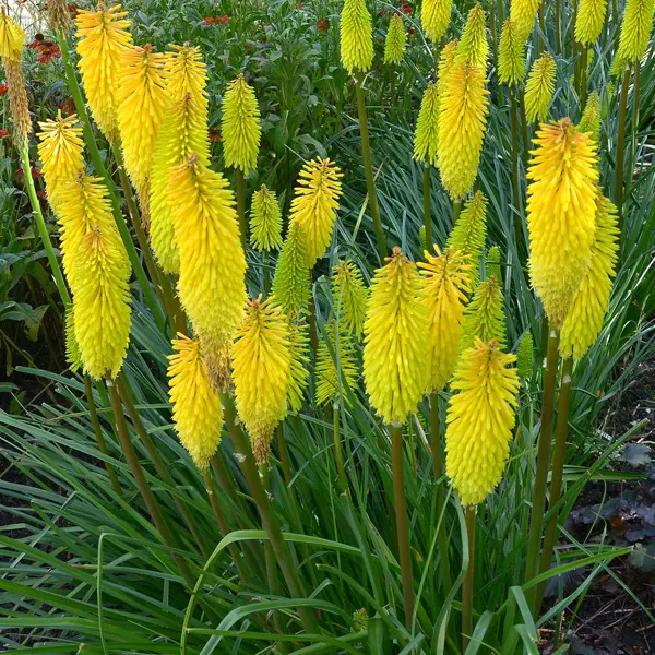 Kniphofia Dorset Sentry Kniphofia Dorset Sentry