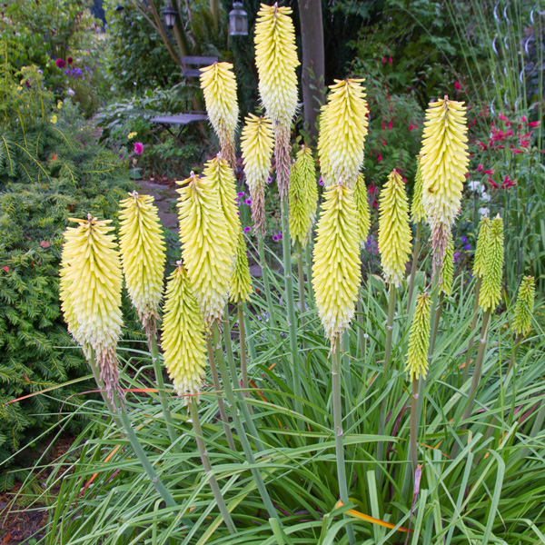Kniphofia Little Maid Kniphofia Little Maid