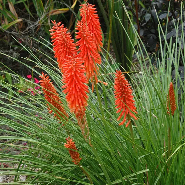 Kniphofia Nancys Red Kniphofia Nancys Red
