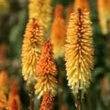 Kniphofia Tawny King Kniphofia Tawny King