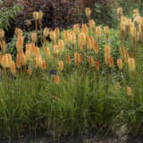 Kniphofia Tawny King 5pk Kniphofia Tawny King 5pk