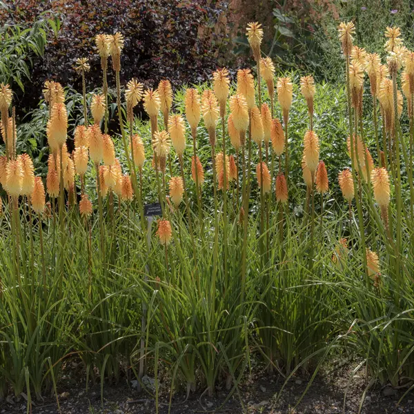Kniphofia Tawny King 5pk Kniphofia Tawny King 5pk