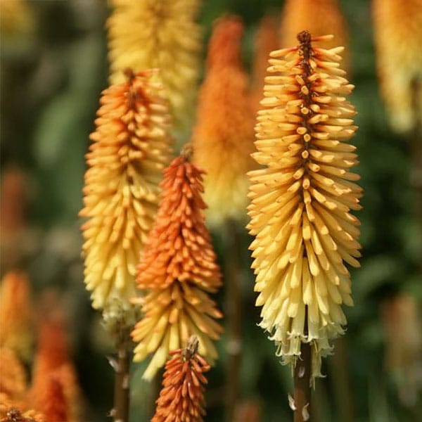 Kniphofia Tawny King Kniphofia Tawny King