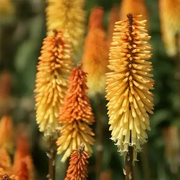 Kniphofia Tawny King Kniphofia Tawny King