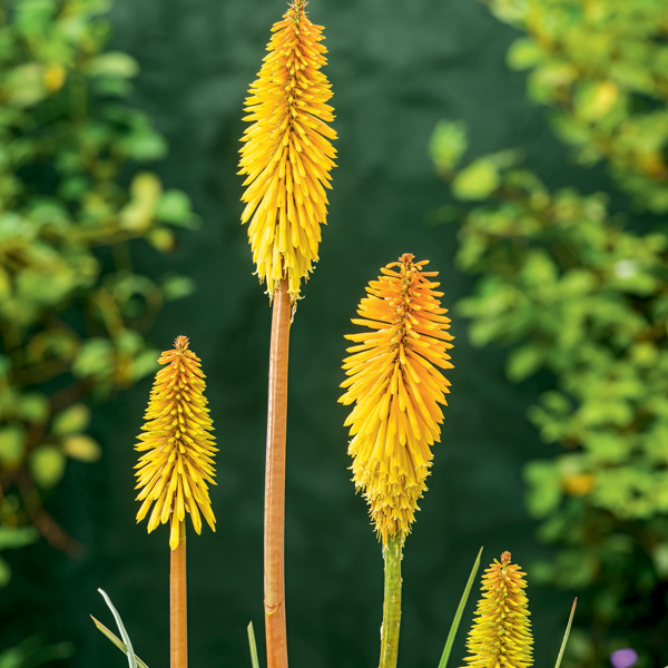 Kniphofia Wrexham Buttercup Kniphofia Wrexham Buttercup