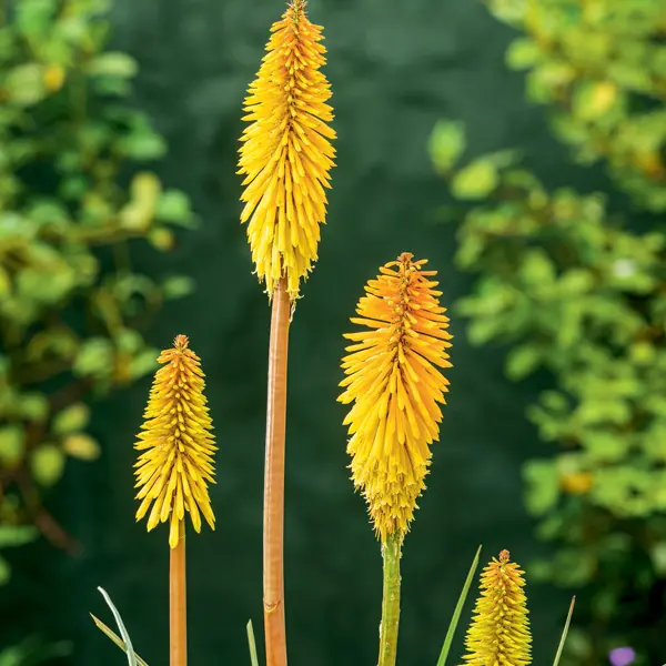 Kniphofia Wrexham Buttercup Kniphofia Wrexham Buttercup