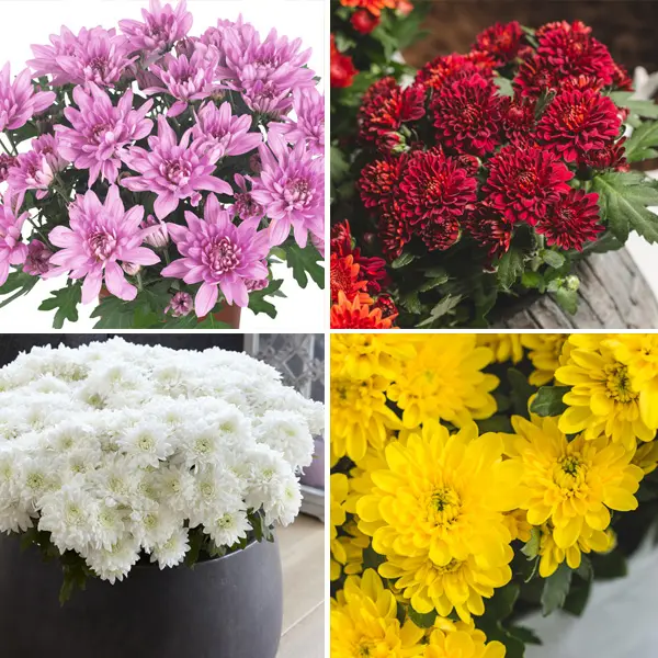 Pot Mum Chrysanthemum Chrystal Collection 1
