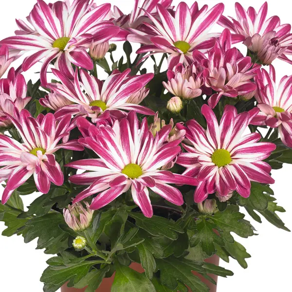 Pot Chrysanthemum – Rainbow Carousel Pot Chrysanthemum – Rainbow Carousel