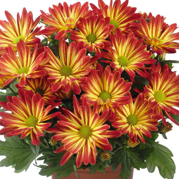 Pot Mum Chrysanthemum Ultimum Collection Pot Mum Chrysanthemum Ultimum Collection