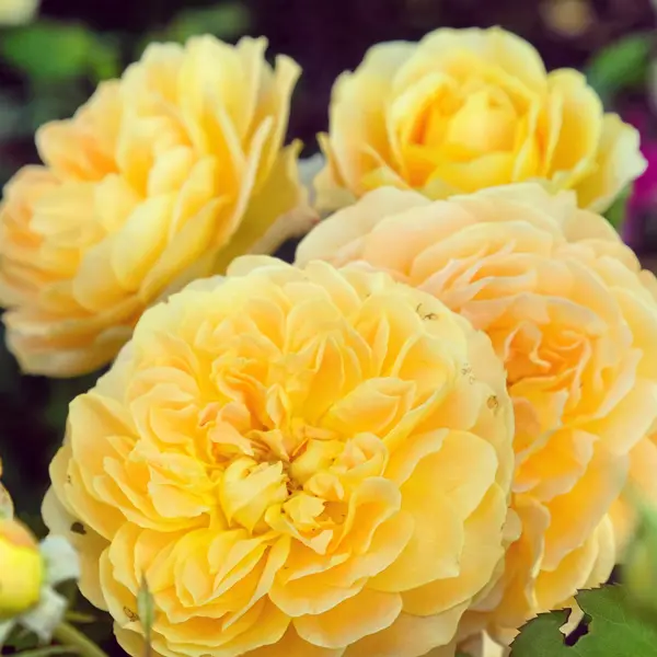 David Austin Rose Molineux David Austin Rose Molineux
