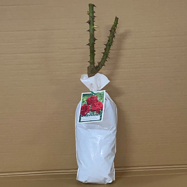 Rose Fragrant Charm
