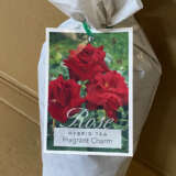 Rose Fragrant Charm