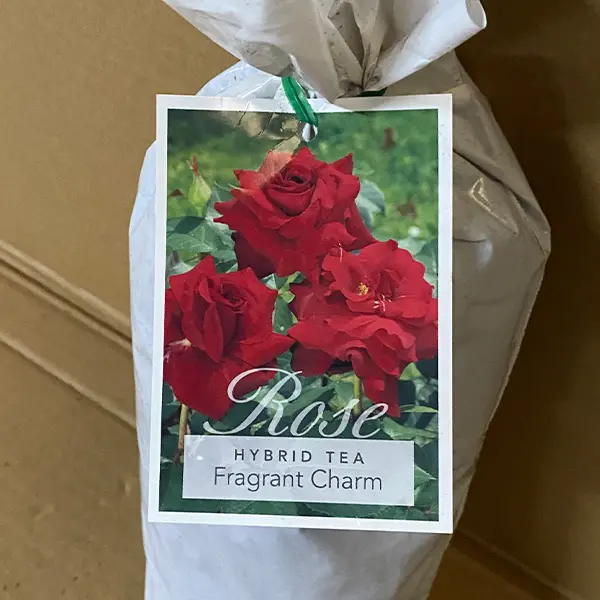 Rose Fragrant Charm Rose Fragrant Charm