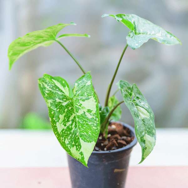Syngonium Panda Syngonium Panda