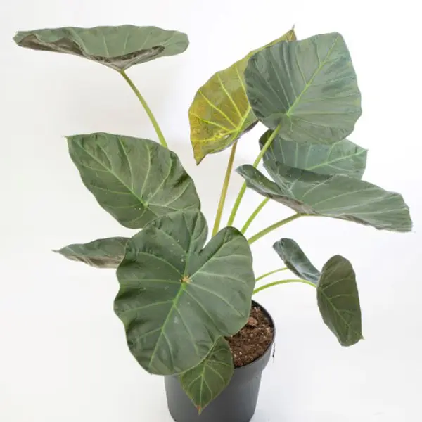 Alocasia Regal Shield Alocasia Regal Shield