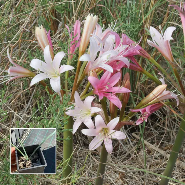 Ammocharis Longifolia Ammocharis Longifolia
