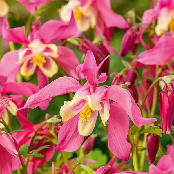 Aquilegia Kirigami Rose Pink And White Aquilegia Kirigami Rose Pink And White