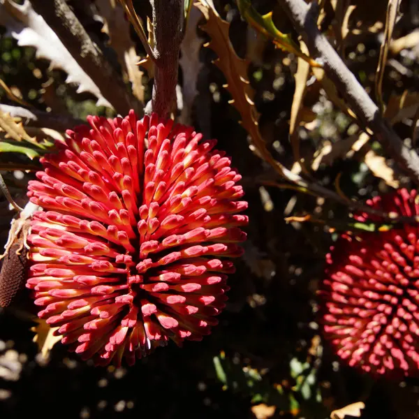 Banksia Caleyi Red Lantern Banksia Caleyi Red Lantern