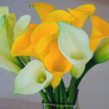 Calla Lily Classic Mixed - Garden Express Australia