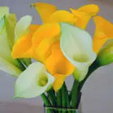 Calla Lily Classic Mixed - Garden Express Australia