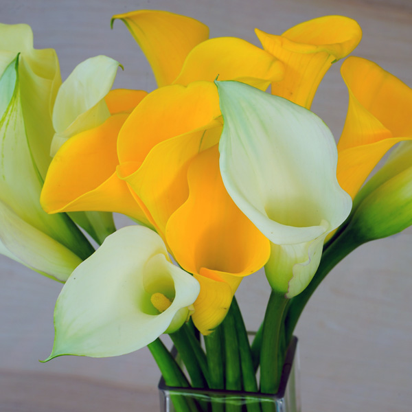 Calla Lily Classic Mixed Pk 5 Calla Lily Classic Mixed Pk 5