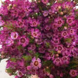 Chamelaucium Wax Flower Ninas Delight (pbr) Chamelaucium Wax Flower Ninas Delight (pbr)