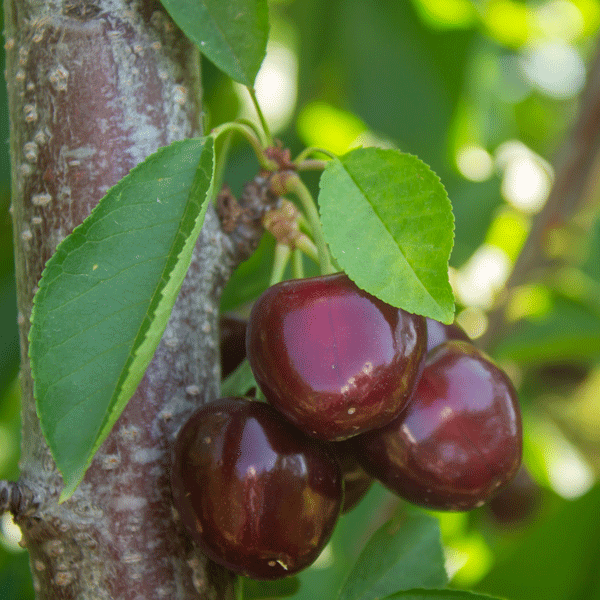 Cherry Sir Don (Pbr) Cherry Sir Don (Pbr)