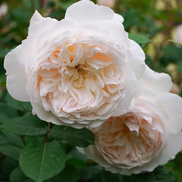 English Shrub Rose Troilus English Shrub Rose Troilus