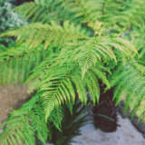 Dicksonia Soft Tree Fern