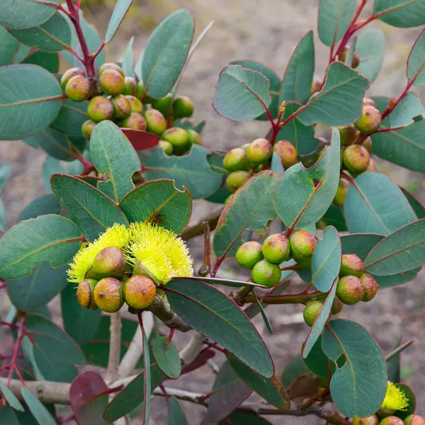 Eucalyptus Preissiana Eucalyptus Preissiana
