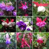 Fuchsia Lucky Dip Colfucldi - Garden Express Australia