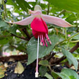 Fuchsia Celia Smedley Fuchsia Celia Smedley