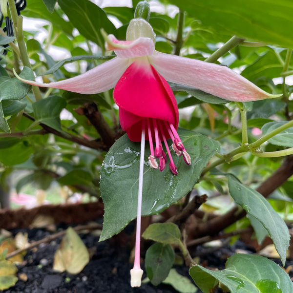 Fuchsia Celia Smedley Fuchsia Celia Smedley