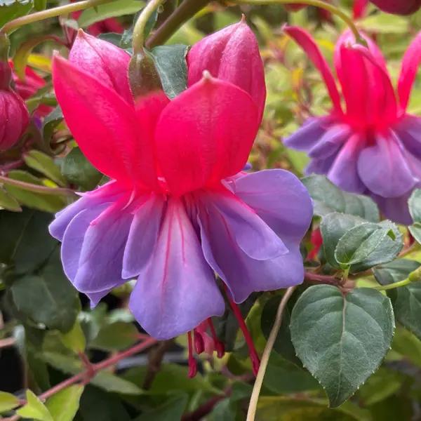 Fuchsia Dons Favourite Fuchsia Dons Favourite