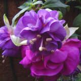 Fuchsia Parliament Fuchsia Parliament