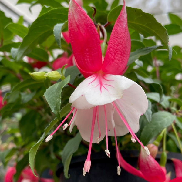 Fuchsia Weald View Hula Fuchsia Weald View Hula