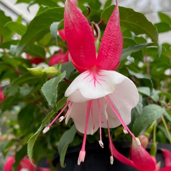 Fuchsia Weald View Hula Fuchsia Weald View Hula