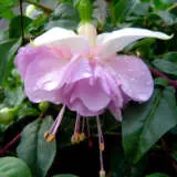 Fuchsia Wendys Beauty P10fucwbe - Garden Express Australia
